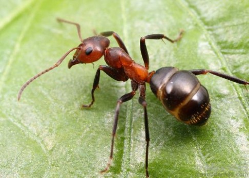 Mravenci inspirují vynálezce