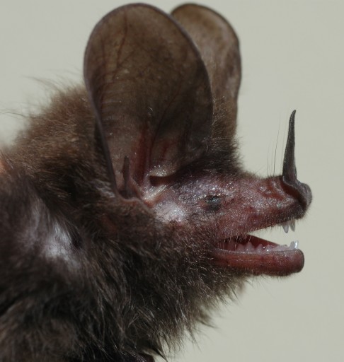 Nový druh netopýra z Karibiku