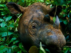 Po 40 letech odchytili vzácného nosorožce