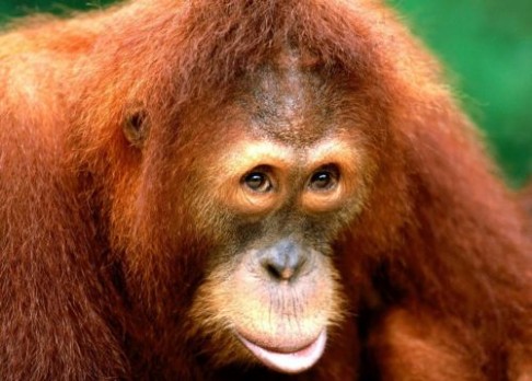 Orangutani umějí být i zabijáky!