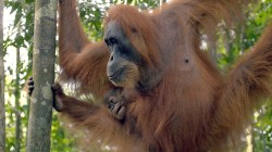 Orangutanů je více, než se myslelo. Přesto jim nadále hrozí vyhubení