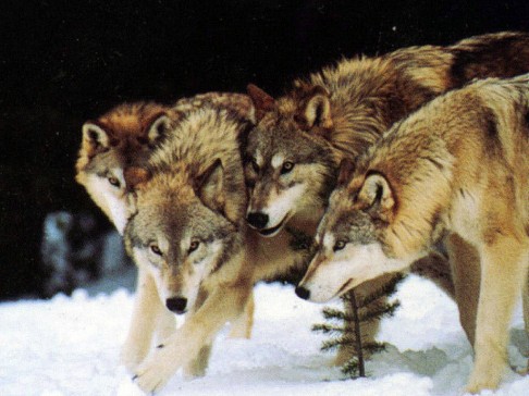 Vlci příživníci