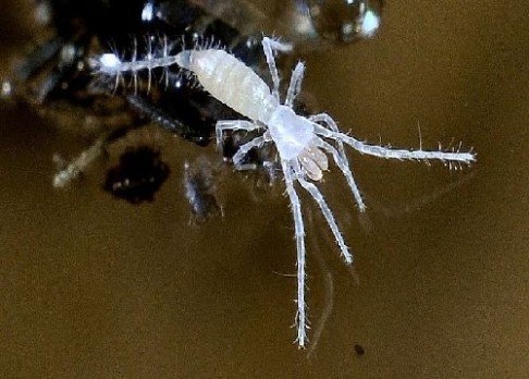Na Slovensku objevili pavouka vegetariána