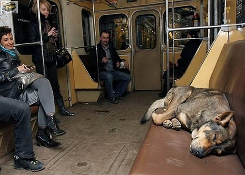 Psi umí jezdit metrem