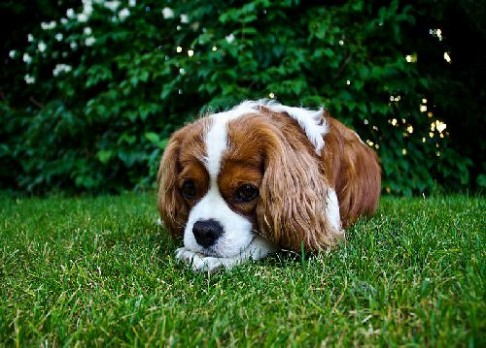 Češi vyvinuli psí vakcínu proti borelióze