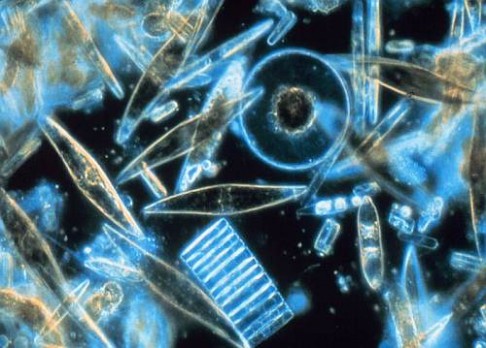 Mořská evoluce: přizpůsobivý fytoplankton