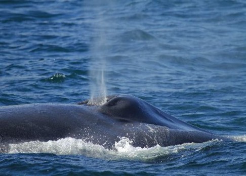 Velrybám už vyhynutí nehrozí