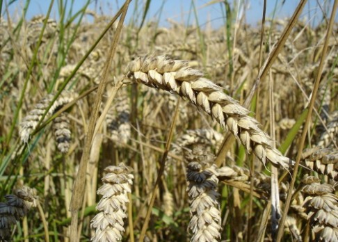 Olomoučtí vědci přečetli genetický plán pšenice