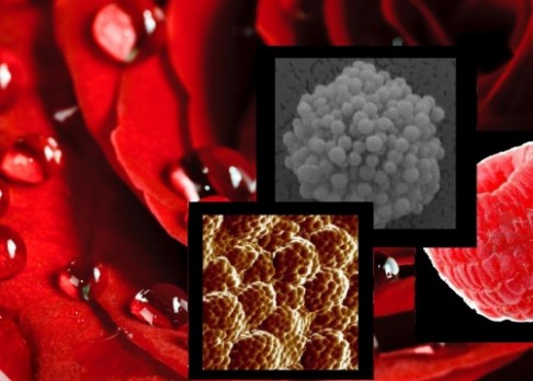Vědci vyvinuli malinovou nano-vodo-lapku