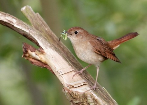 Ptačí zpěv přivítají procházky do přírody