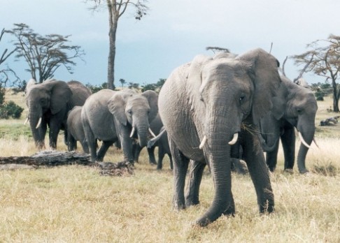 Sloni vycítí déšť na 241 kilometrů daleko
