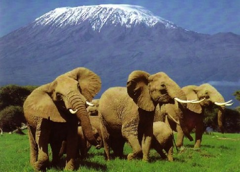 Slon africký brzy vyhyne. Kvůli pytlákům