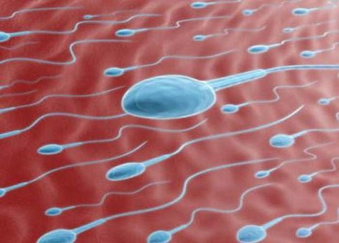 Ultrazvuk mužskou antikoncepcí?