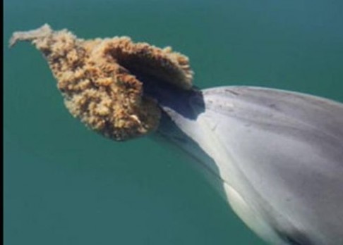 Delfíni „houbují“ již přes 100 let