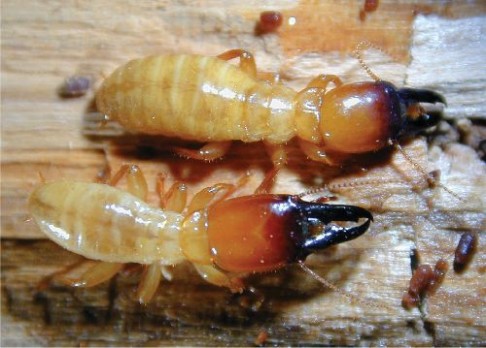 Vědci rozluštili genom termita