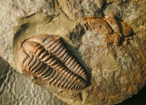 Unikátní objev trilobitů napadených predátory