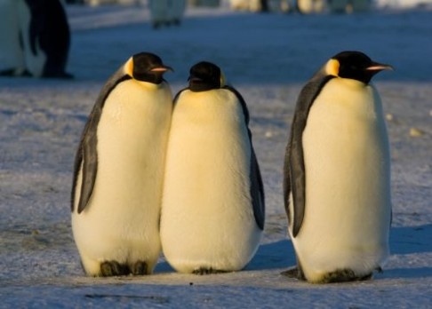 Tučňáci sečtení z vesmíru