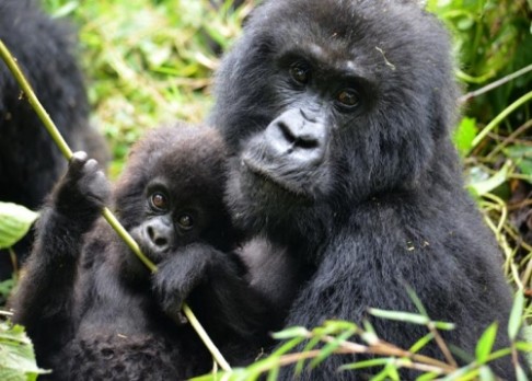 Gorily ničí pytlácké pasti