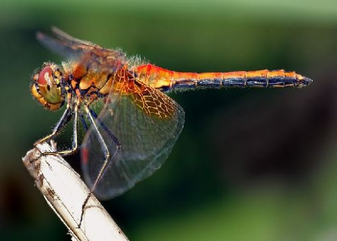 Hmyz mění barvu kvůli oteplování