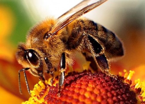 Umí včely mluvit?