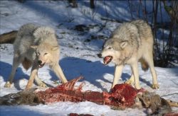 Studie ukázala, že počty vlků v Beskydech dlouhodobě stagnují