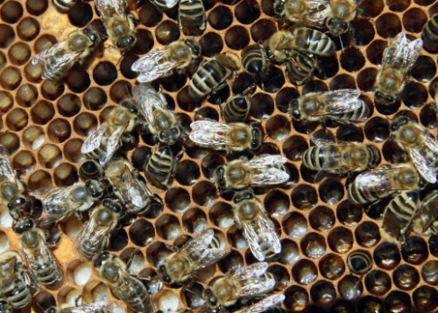 Jihočeští vědci zachraňují včely