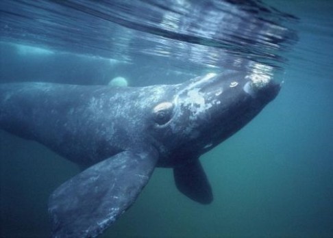Rackové pojídají velryby zaživa